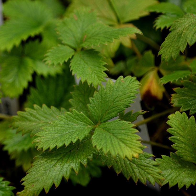 Potentilla Yellow Queen - Ganzerik (Foliage)