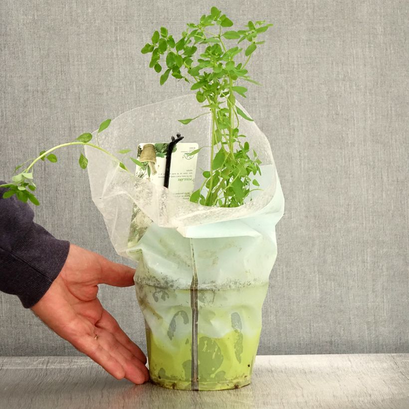 Exemplaar van Postelein - Portulaca oleracea Pot van 1,5 l/2 l zoals geleverd in de herfst