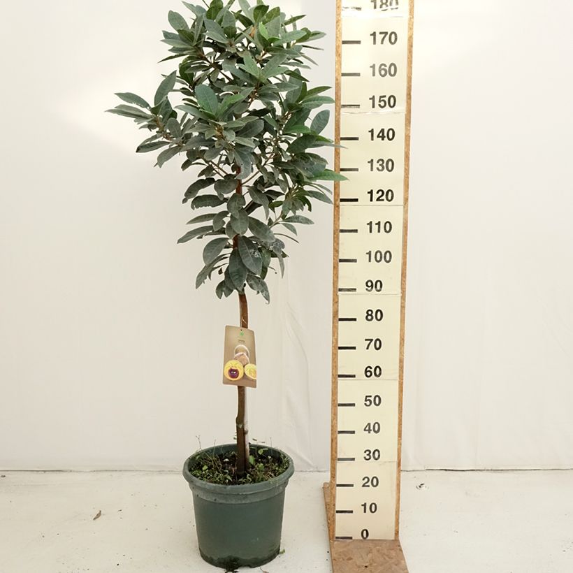 Exemplaar van Lucuma - Pouteria obovata Pot van 20 l/25 l zoals geleverd in de herfst