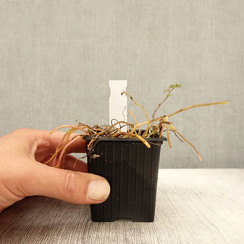 Exemplaar van Pratia pedunculata Alba - Blauwe grondkruiper Kweekpotje van 8/9 cm zoals geleverd in de herfst