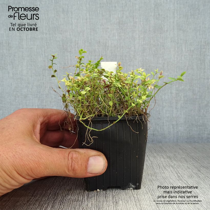 Exemplaar van Pratia pedunculata County Park - Blauwe grondkruiper Kweekpotje van 8/9 cm zoals geleverd in de herfst