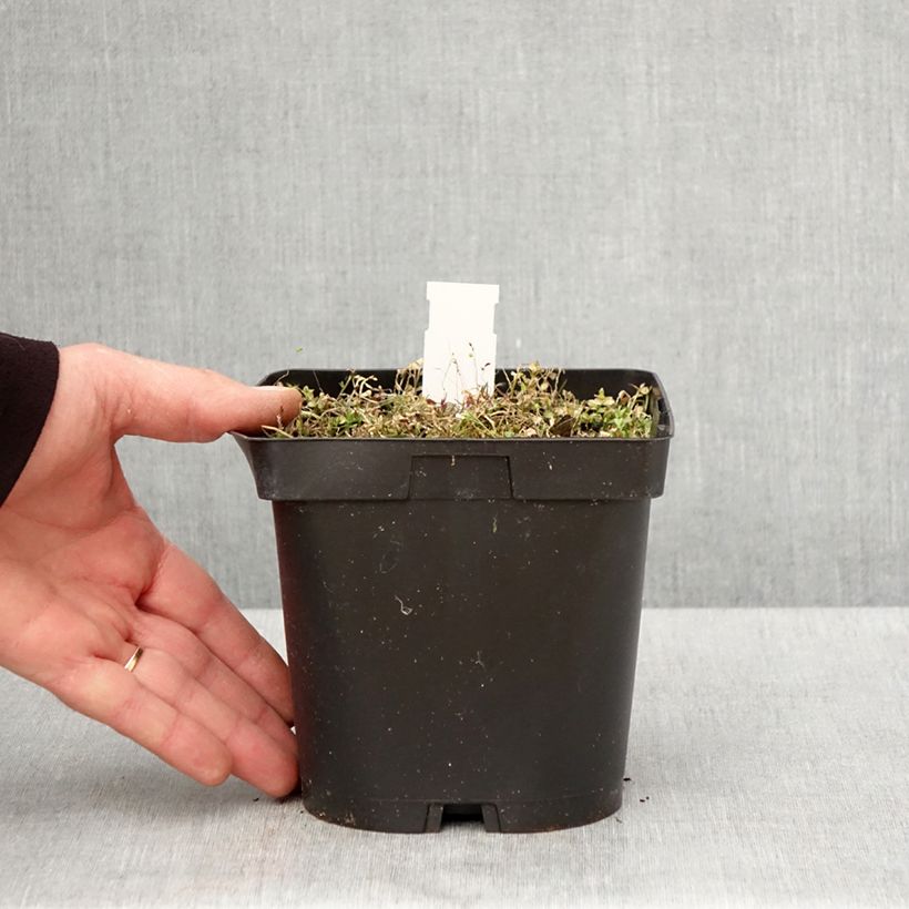 Exemplaar van Pratia pedunculata County Park - Blauwe grondkruiper Pot van 2 l/3 l zoals geleverd in de lente