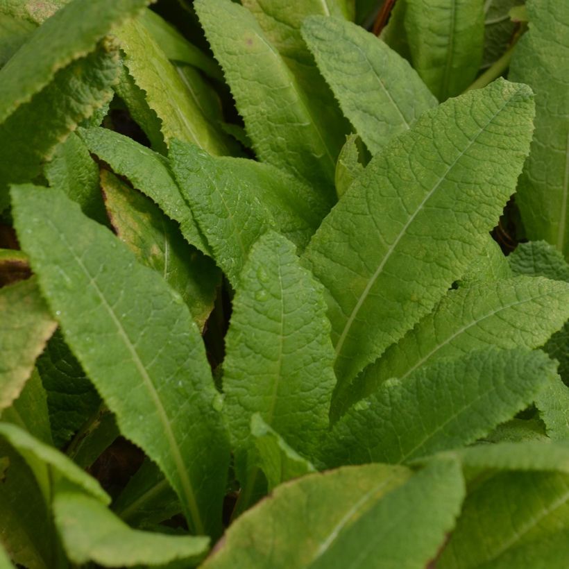 Primula bulleyana - Etage Sleutelbloem (Foliage)