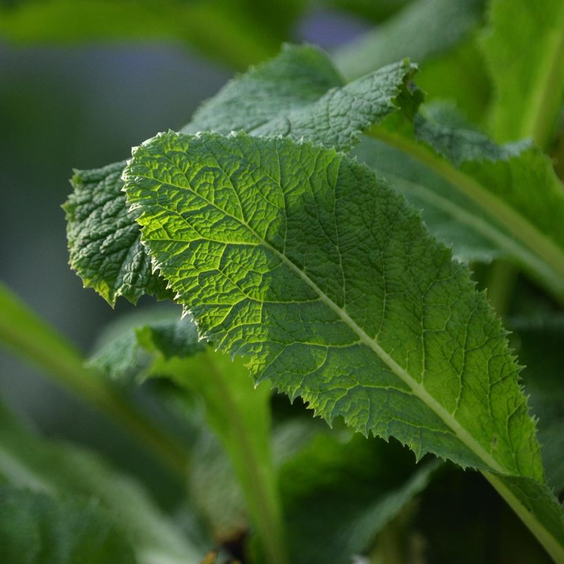Primula pulverulenta - Sleutelbloem (Foliage)