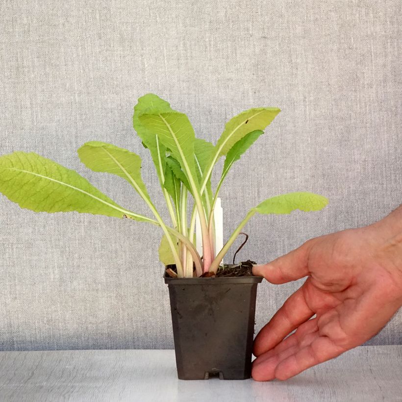 Exemplaar van Primula pulverulenta - Sleutelbloem Kweekpotje van 8/9 cm zoals geleverd in de zomer