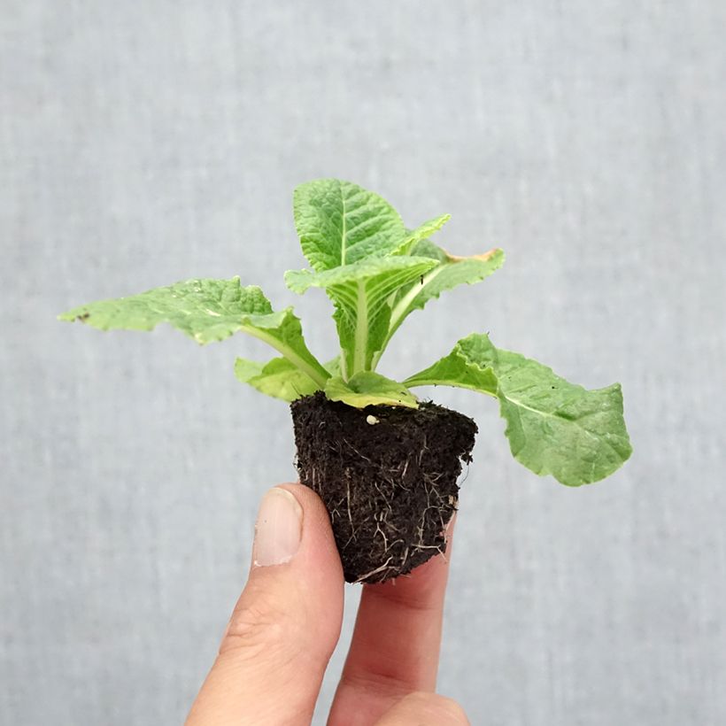 Exemplaar van Primula Rubens Mix (plugplanten) - Stengelloze sleutelbloem Kluitplant: kluit 3,8 cm x 3,2 cm in een tray voor 16 planten zoals geleverd in de herfst