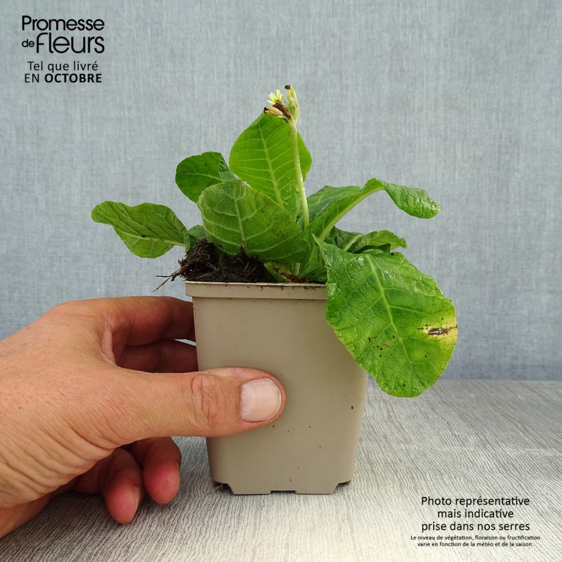 Exemplaar van Primula elatior - Slanke sleutelbloem Kweekpotje van 8/9 cm zoals geleverd in de herfst
