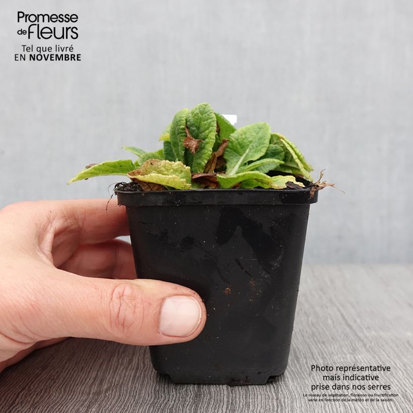 Exemplaar van Primula Elizabeth Killelay - Slanke sleutelbloem Kweekpotje van 8/9 cm zoals geleverd in de herfst