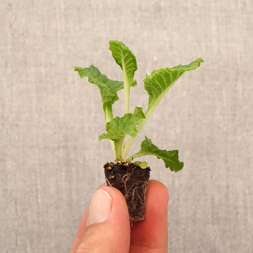 Exemplaar van Primula Frilly White - Stengelloze sleutelbloem Mini-mot Ø 1,5/2,5 cm zoals geleverd in de herfst