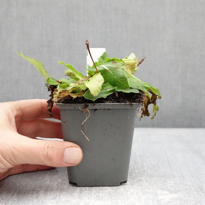 Exemplaar van Primula Oak Leaf Yellow Picotee - Sleutelbloem Kweekpotje van 8/9 cm zoals geleverd in de winter