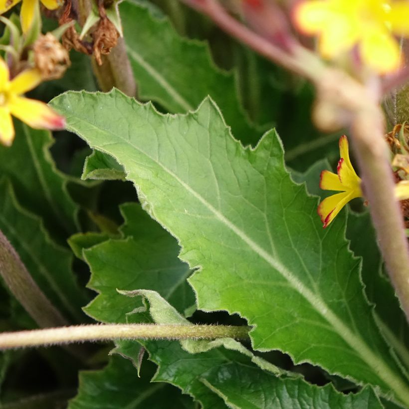 Primula Oak Leaf Yellow Picotee - Sleutelbloem (Blad)