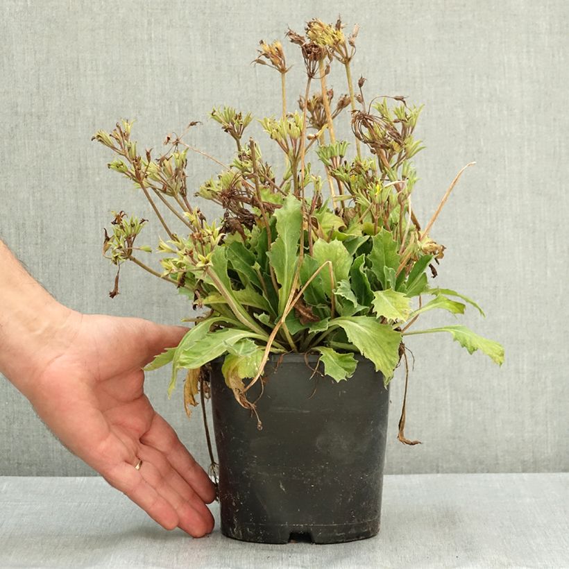 Exemplaar van Primula Oak Leaf Yellow Picotee - Sleutelbloem Pot van 2 l/3 l zoals geleverd in de zomer