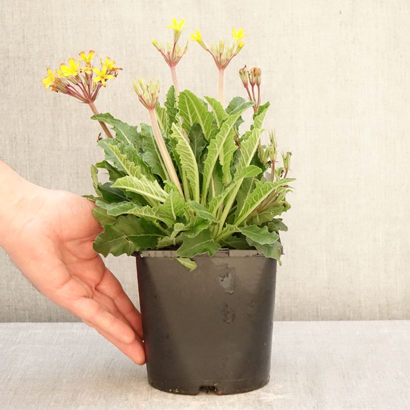 Exemplaar van Primula Oak Leaf Yellow Picotee - Sleutelbloem Pot van 2 l/3 l zoals geleverd in de winter