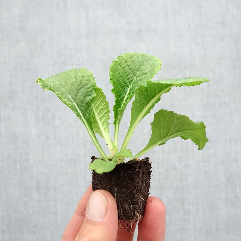 Exemplaar van Primula Provence Mix (plugplanten) - Stengelloze sleutelbloem Kluitplant: kluit 3,8 cm x 3,2 cm in een tray voor 16 planten zoals geleverd in de herfst