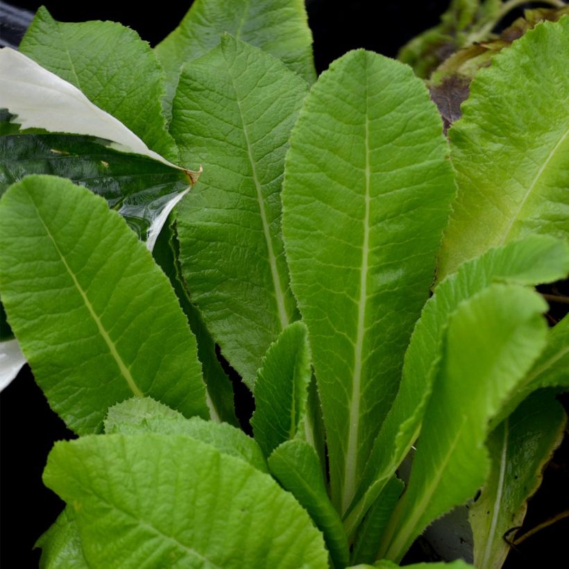 Primula denticulata Alba - Kogelprimula (Foliage)