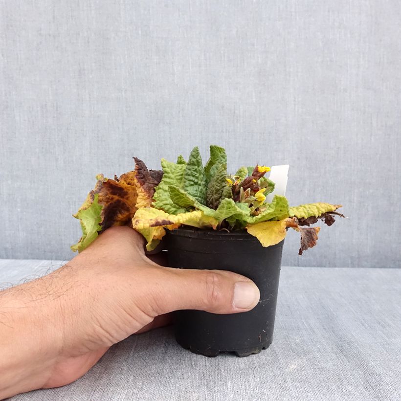 Exemplaar van Primula elatior Veristar Yellow Gold - Slanke sleutelbloem Kweekpotje van 8/9 cm zoals geleverd in de zomer
