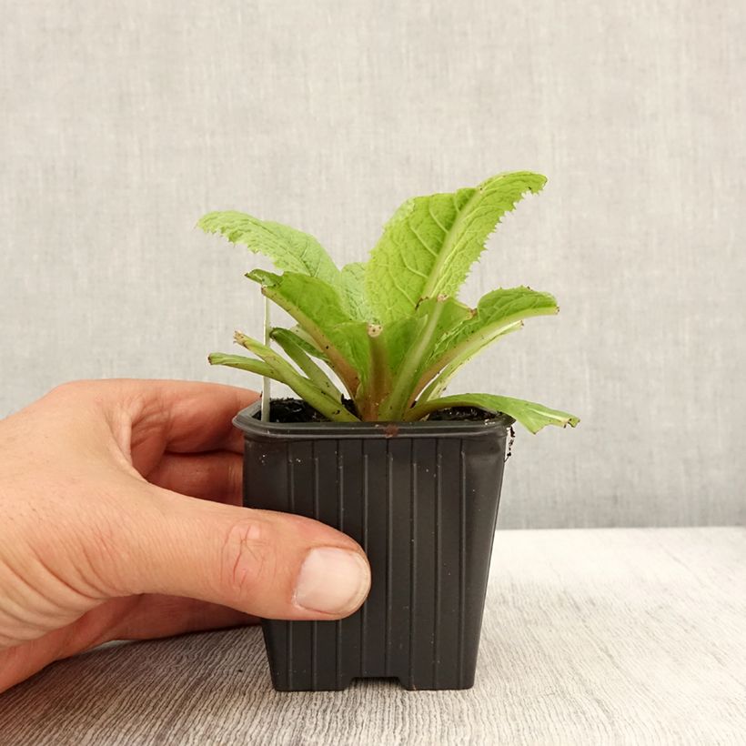 Exemplaar van Primula japonica - Japanse sleutelbloem Kweekpotje van 8/9 cm zoals geleverd in de herfst
