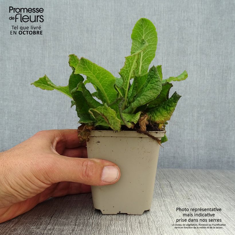 Exemplaar van Primula Strong Beer - Stengelloze sleutelbloem Kweekpotje van 8/9 cm zoals geleverd in de herfst