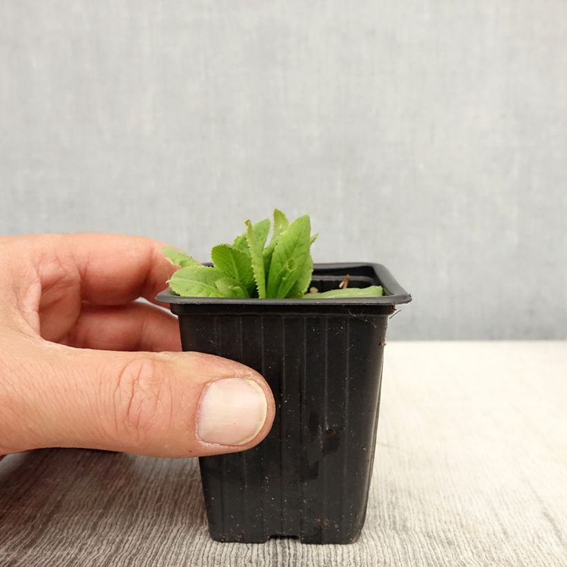 Exemplaar van Primula denticulata Prom Lilac - Kogelprimula Kweekpotje van 8/9 cm zoals geleverd in de lente