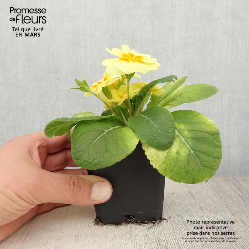 Exemplaar van Primula Rambo F1 Lemon Cream - Stengelloze sleutelbloem Kweekpotje van 8/9 cm zoals geleverd in de lente