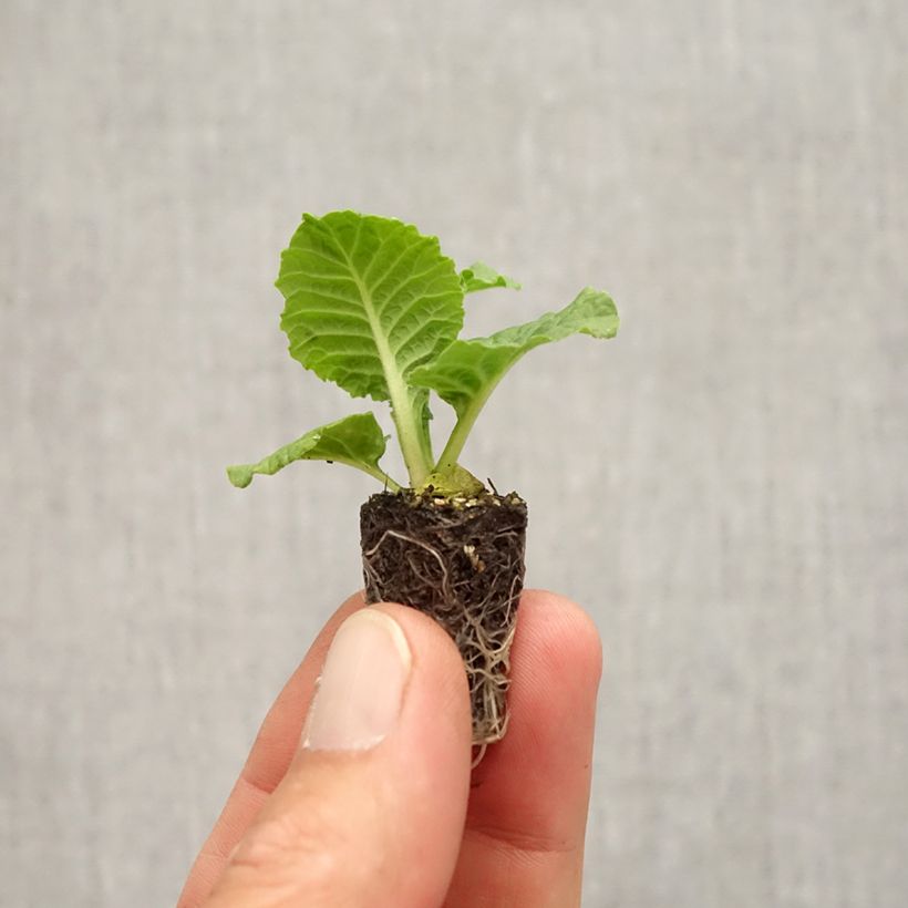 Exemplaar van Primula Rambo F1 Purple Flame - Stengelloze sleutelbloem Mini-mot Ø 1,5/2,5 cm zoals geleverd in de herfst