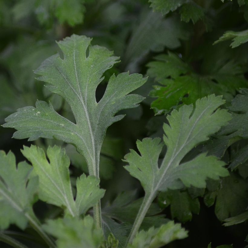 Chrysanthemum rubellum Mary Stoker - Herfstchrysant (Foliage)