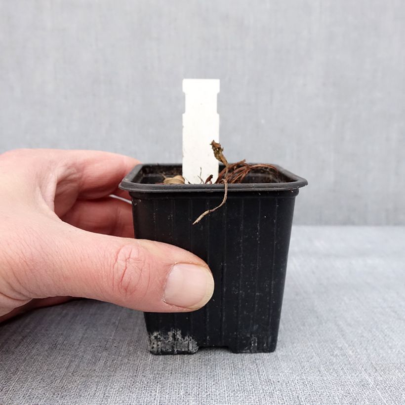 Example of Primula florindae - Primevère du Tibet Kweekpotje van 8/9 cm as you get in hiver