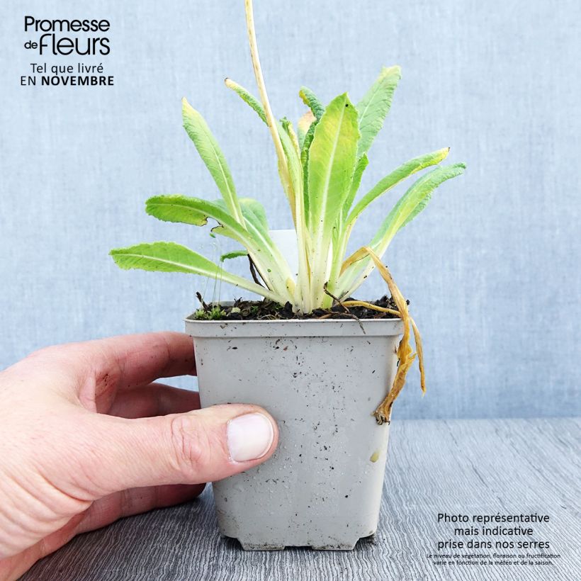 Exemplaar van Primula vialii Alison Holland - Orchideeprimula Kweekpotje van 8/9 cm zoals geleverd in de herfst