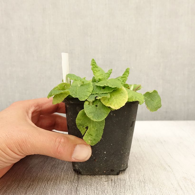 Exemplaar van Primula Francesca - Stengelloze sleutelbloem Kweekpotje van 8/9 cm zoals geleverd in de herfst