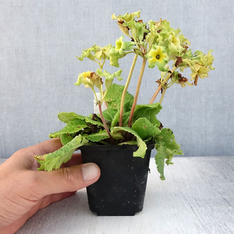 Exemplaar van Primula Francesca - Stengelloze sleutelbloem Kweekpotje van 8/9 cm zoals geleverd in de zomer