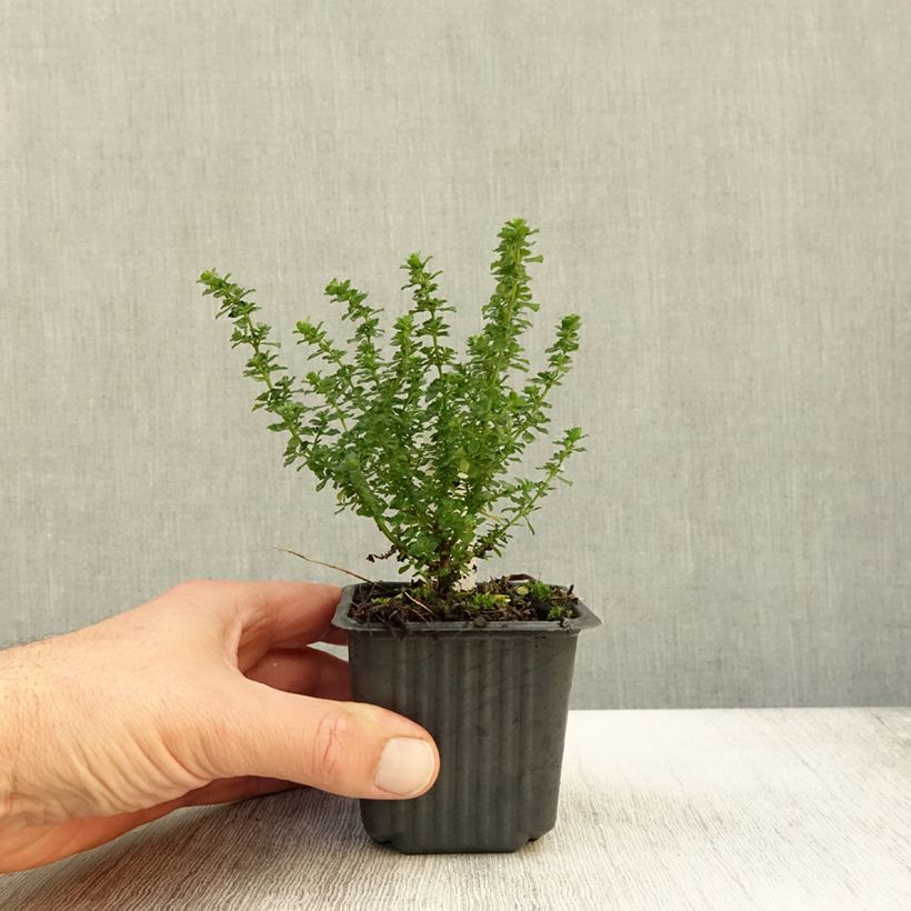 Exemplaar van Prostanthera cuneata - Muntstruik Kweekpotje van 8/9 cm zoals geleverd in de herfst