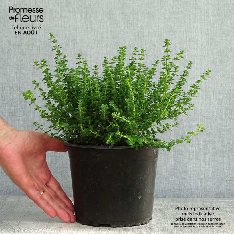 Exemplaar van Prostanthera cuneata - Muntstruik Pot van 2 l/3 l zoals geleverd in de zomer