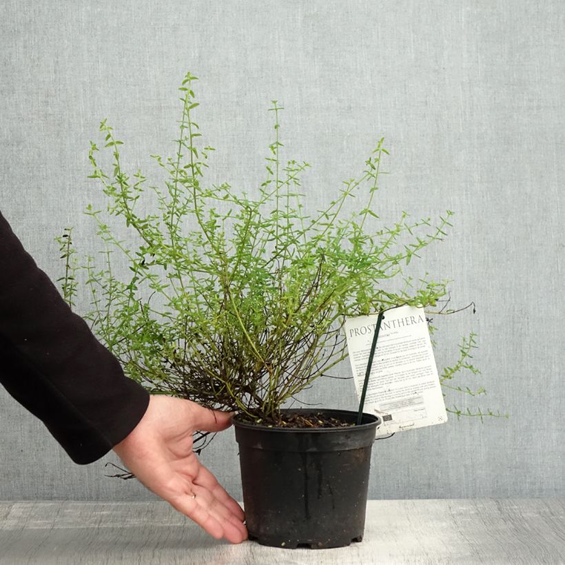Exemplaar van Prostanthera Rosetta - Menthe australienne Pot de 2L/3L zoals geleverd in de herfst