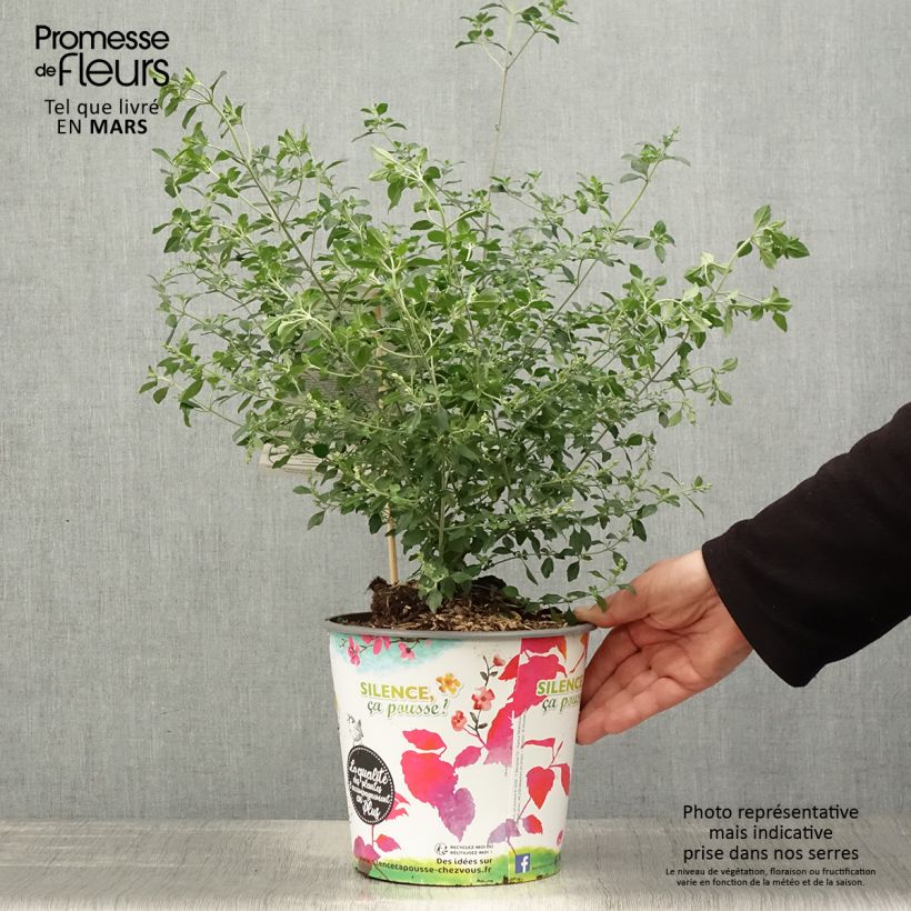 Exemplaar van Prostanthera rotundifolia - Muntstruik Pot van 4 l/5 l zoals geleverd in de lente