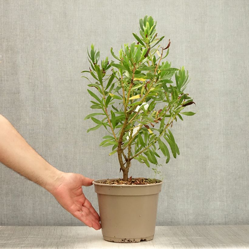 Exemplaar van Protea Clarks Red - Suikerbos Pot van 4 l/5 l zoals geleverd in de zomer