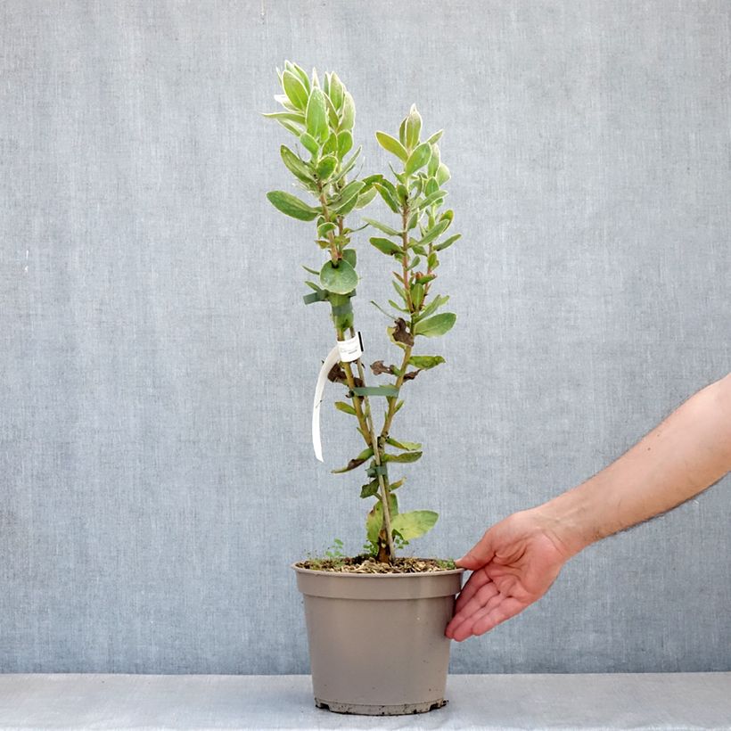 Exemplaar van Protea eximia - Suikerbos Pot van 3 l/4 l zoals geleverd in de lente