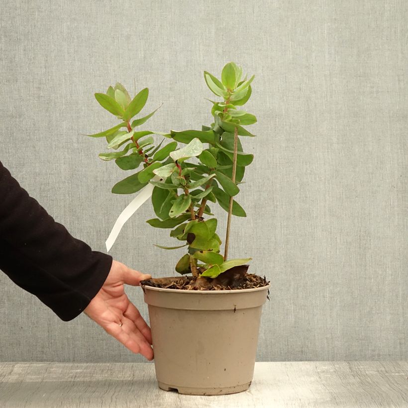 Example of Protea magnifica - Protée magnifique, Reine Protée Pot van 3 l/4 l as you get in automne