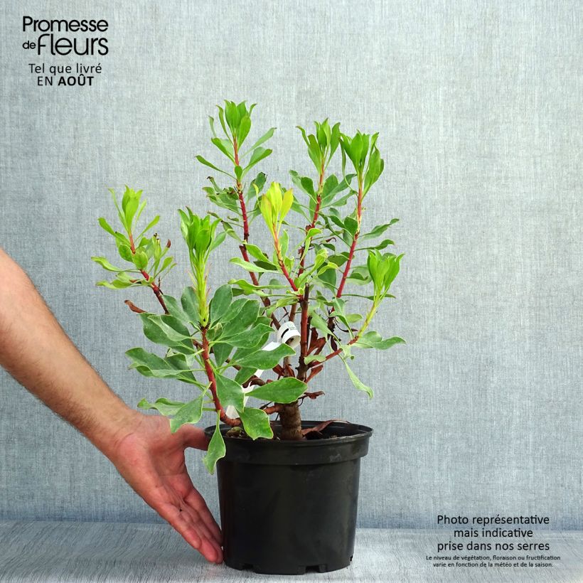 Exemplaar van Protea cynaroides Pink Crown - Koningsprotea Pot van 4 l/5 l zoals geleverd in de zomer
