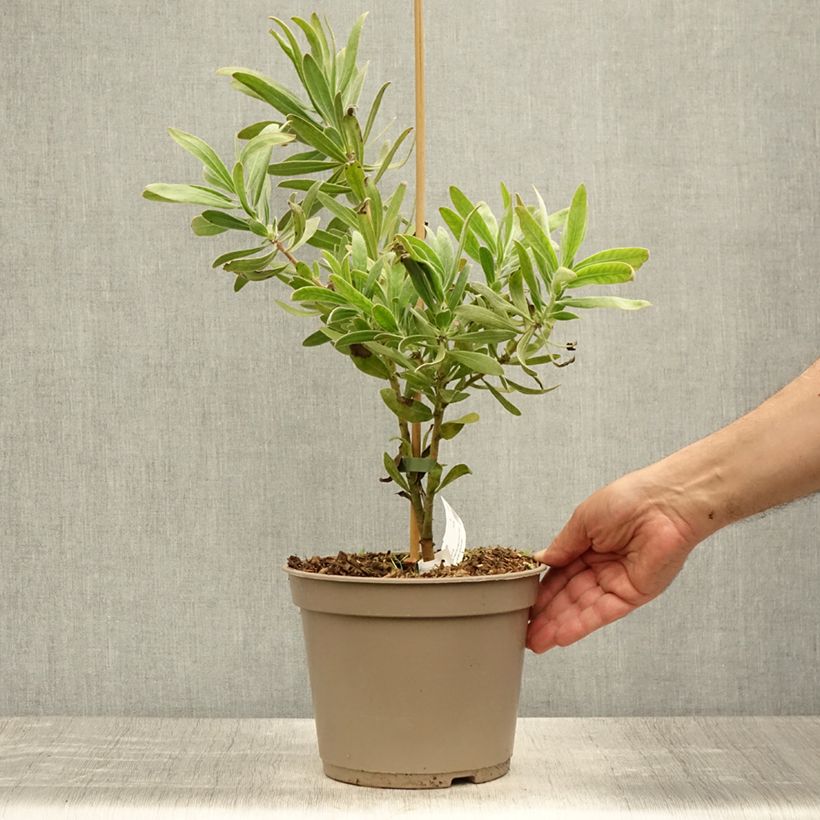 Exemplaar van Protea Pink Ice - Suikerbos Pot van 4 l/5 l zoals geleverd in de zomer