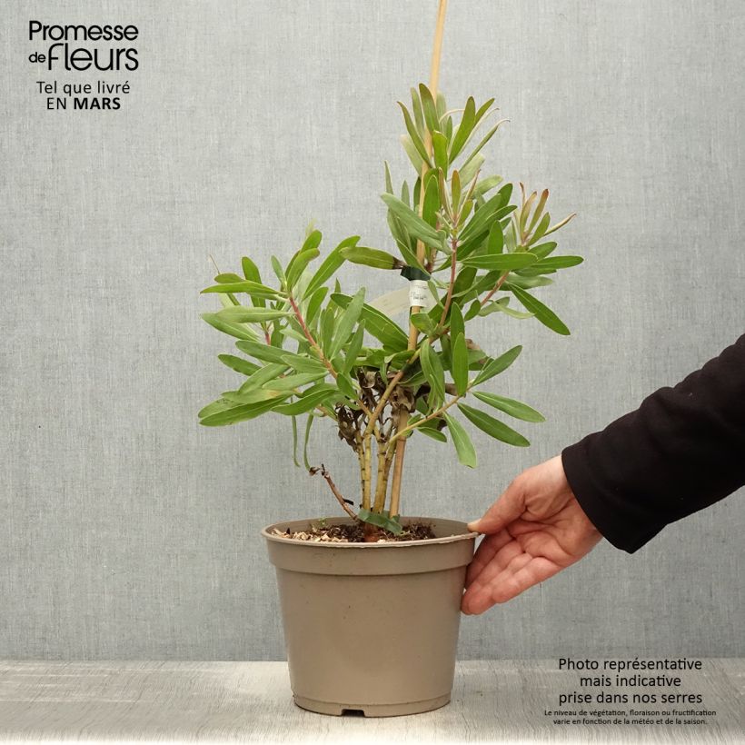 Exemplaar van Protea Pink Ice - Suikerbos Pot van 4 l/5 l zoals geleverd in de lente