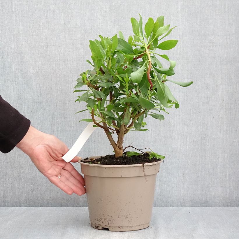 Example of Protée royale - Protea cynaroides Pot van 4 l/5 l as you get in automne