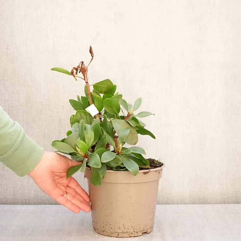 Exemplaar van Protea cynaroides - Koningsprotea Pot van 4 l/5 l zoals geleverd in de winter