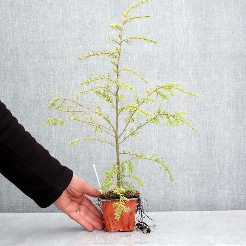 Exemplaar van Tsuga heterophylla - Westelijke hemlockspar Kweekpotje van 8/9 cm zoals geleverd in de lente