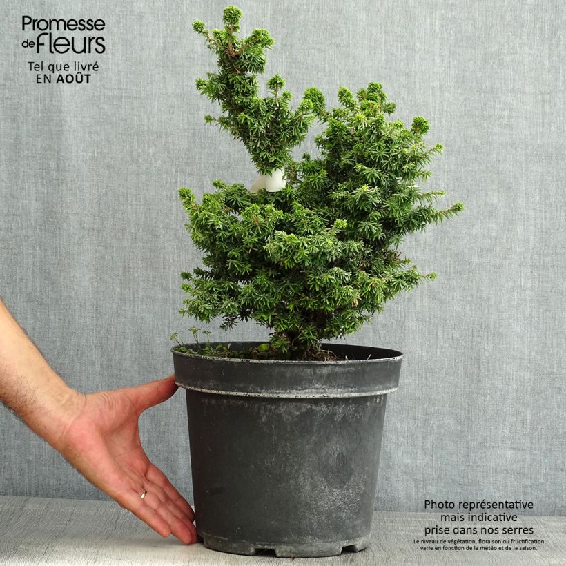 Exemplaar van Tsuga canadensis Jervis - Oostelijke hemlockspar Pot van 7,5 l/10 l zoals geleverd in de zomer