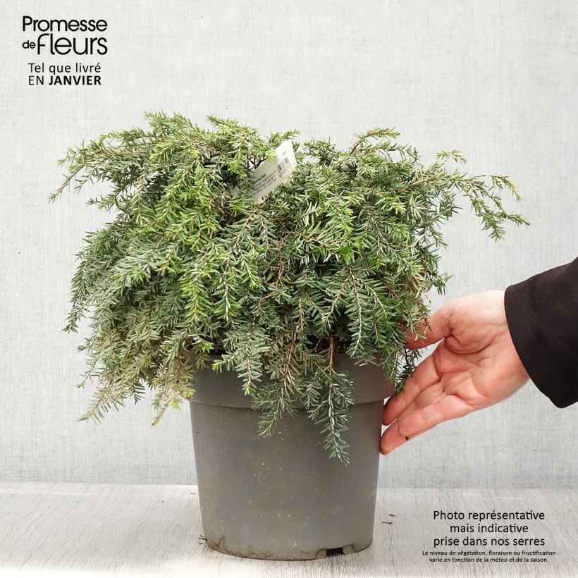 Example of Pruche du Canada - Tsuga canadensis Nana Pot van 3 l/4 l as you get in hiver