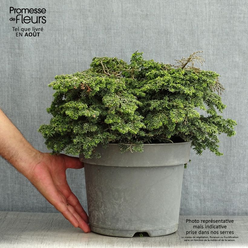 Exemplaar van Tsuga canadensis Popeleski - Oostelijke hemlockspar Pot van 7,5 l/10 l zoals geleverd in de zomer