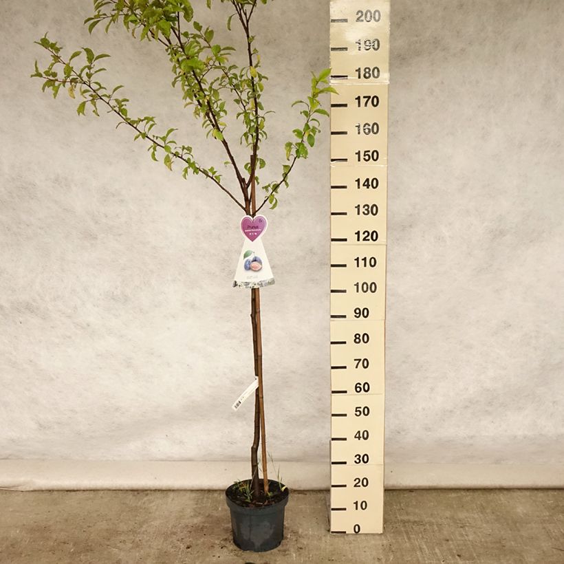Exemplaar van Pruim Hauszwetsche Pot van 7,5 l/10 l, Half-hoge stam zoals geleverd in de zomer