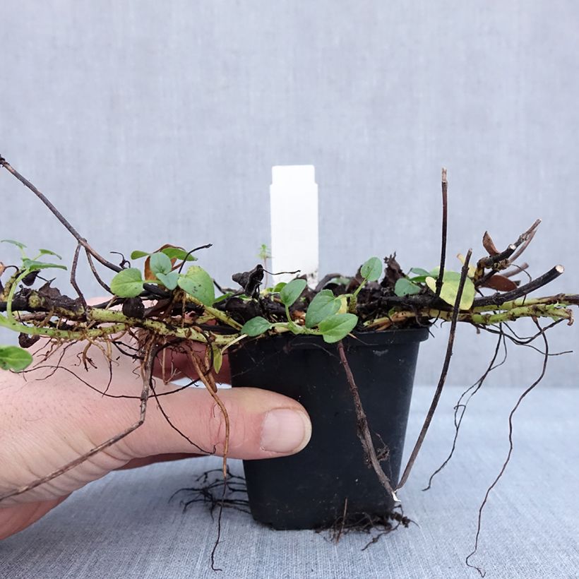 Example of Prunella grandiflora White Loveliness - Brunelle à grandes fleurs blanches. Kweekpotje van 8/9 cm as you get in hiver