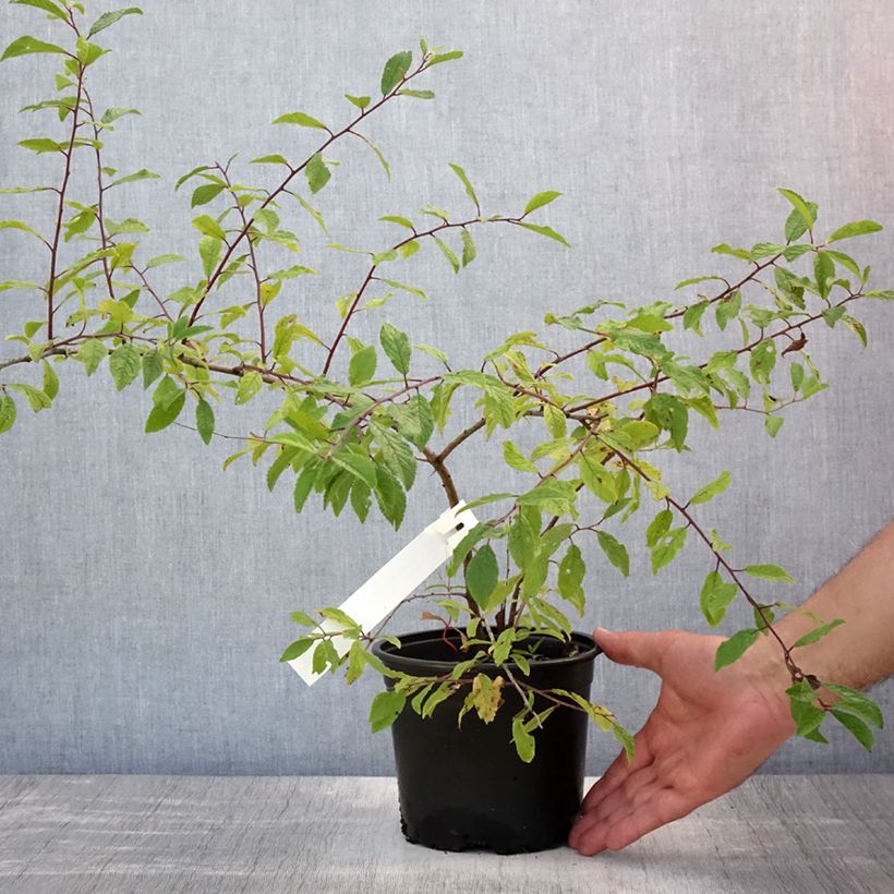Exemplaar van Prunus spinosa - Sleedoorn Pot van 2 l/3 l zoals geleverd in de zomer
