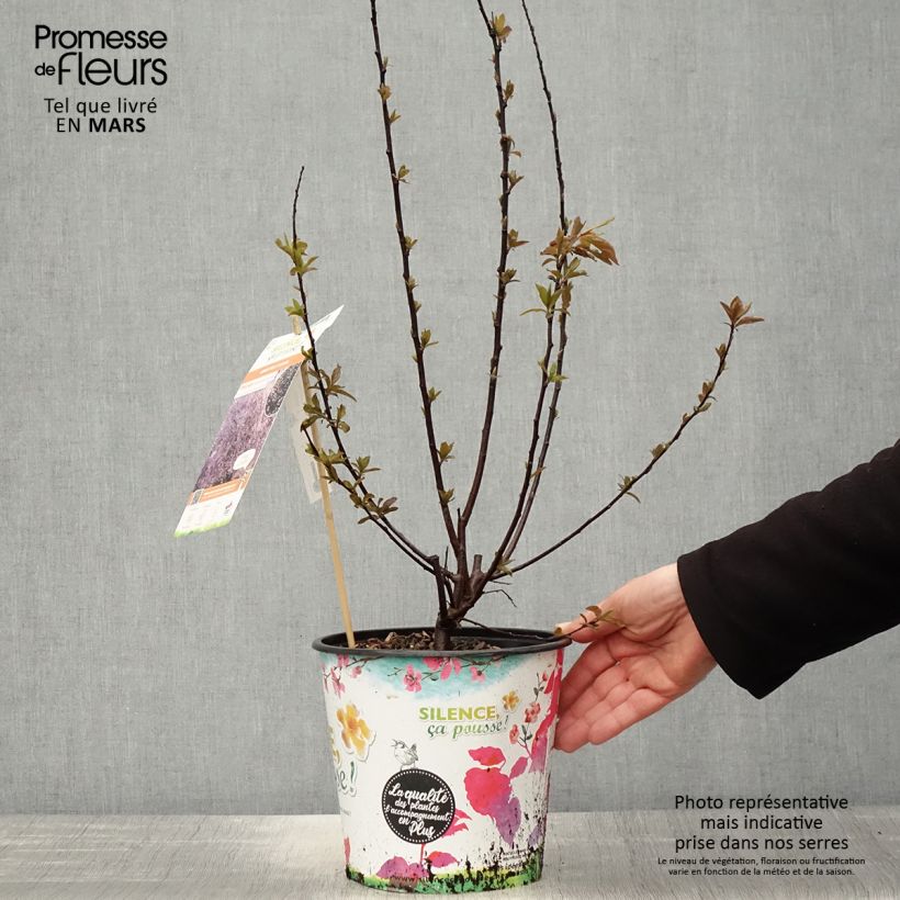 Exemplaar van Prunus cerasifera Nigra - Kerspruim Pot van 3 l/4 l, Struik zoals geleverd in de lente
